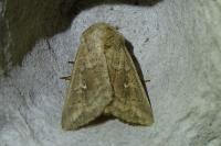 Mythimna albipuncta