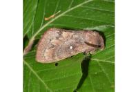 Dendrolimus pini pini