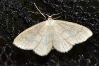 Scopula floslactata