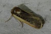 Ochropleura leucogaster