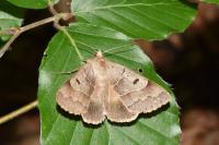 Minucia lunaris