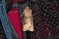 Agrotis segetum
