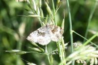 Epirrhoe alternata