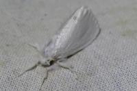 Sphrageidus similis