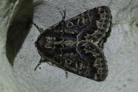 Thalpophila matura