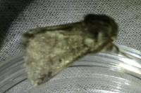 Thaumetopoea processionea