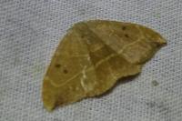 Watsonalla binaria
