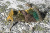 Diachrysia chrysitis