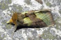Diachrysia chrysitis