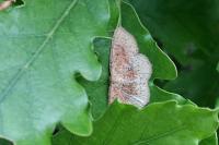 Cyclophora porata