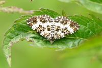 Epirrhoe tristata