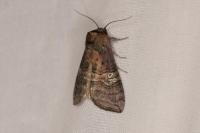 Tethea ocularis