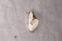 Cilix glaucata