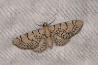 Eupithecia venosata/schiefereri