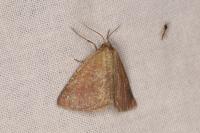 Aplasta ononaria
