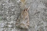 Eudonia pallida
