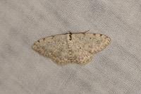 Scopula submutata roseonitens