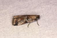Alophia combustella
