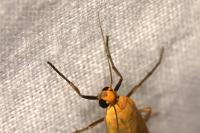 Indalia