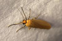 Indalia