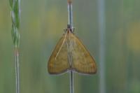 Mecyna flavalis