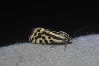 Emmelia trabealis