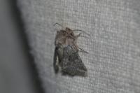 Cleonymia yvanii