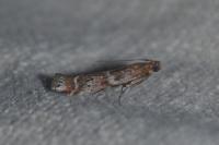 Delplanqueia dilutella/inscriptella
