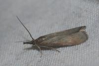 Hypochalcia ahenella