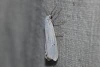Coscinia cribraria cribraria