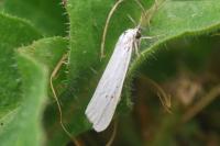 Coscinia cribraria cribraria