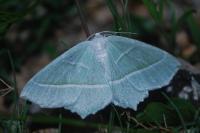 Campaea margaritaria