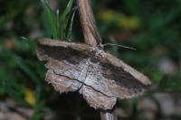 Menophra nycthemeraria