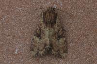 Apamea epomidion