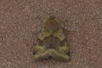 Heliothis viriplaca