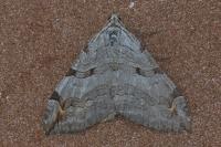 Aplocera plagiata