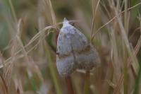 Meganola albula