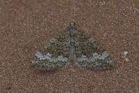 Perizoma hydrata