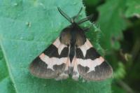 Watsonarctia deserta