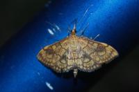 Anania verbascalis