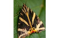 Euplagia quadripunctaria