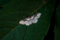 Idaea rusticata