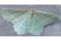 Chlorissa viridata