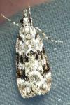 Eudonia delunella