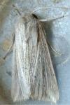 Mythimna riparia