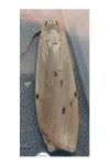 Pelosia muscerda
