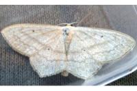 Scopula nigropunctata
