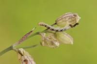 Eupithecia silenata