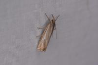 Crambus lathoniellus