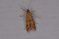 Homoeosoma sinuella